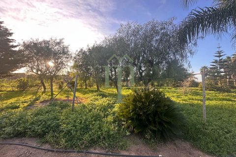 Villa i Mesagne, Brindisi, Mesagne - € 365.000 | Ref: Villa Palme - foto 28